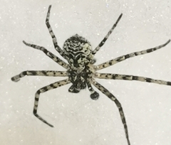 Philodromus margaritatus