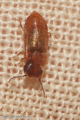 Metopsia