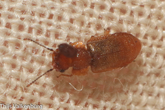 Metopsia