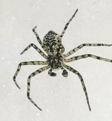 Philodromus margaritatus