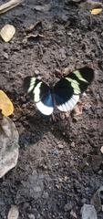 Heliconius eleuchia
