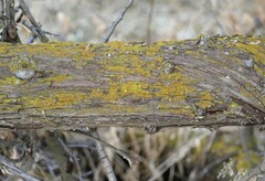 Candelariella rosulans