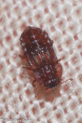 Micropeplus