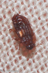 Micropeplus