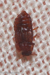 Micropeplus