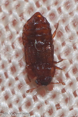 Micropeplus
