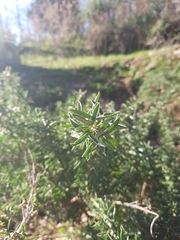 Adenocarpus hispanicus