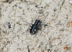 Cicindela scutellaris