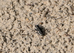 Cicindela scutellaris