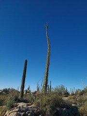 Fouquieria columnaris