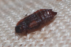 Micropeplus