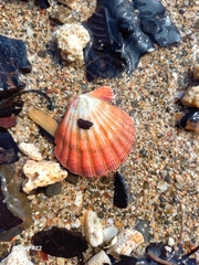 Nodipecten subnodosus