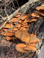 Omphalotus olivascens