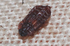 Micropeplus