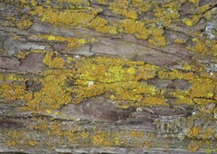 Candelariella rosulans