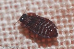 Micropeplus