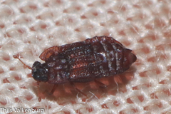 Micropeplus