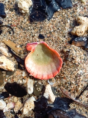 Nodipecten subnodosus