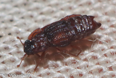 Micropeplus
