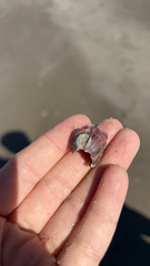 Megabalanus tintinnabulum