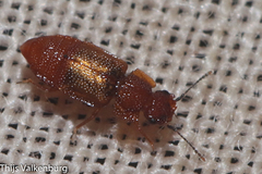 Metopsia