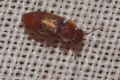 Metopsia