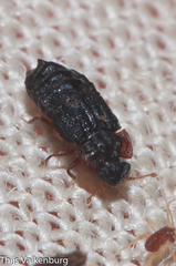 Micropeplus
