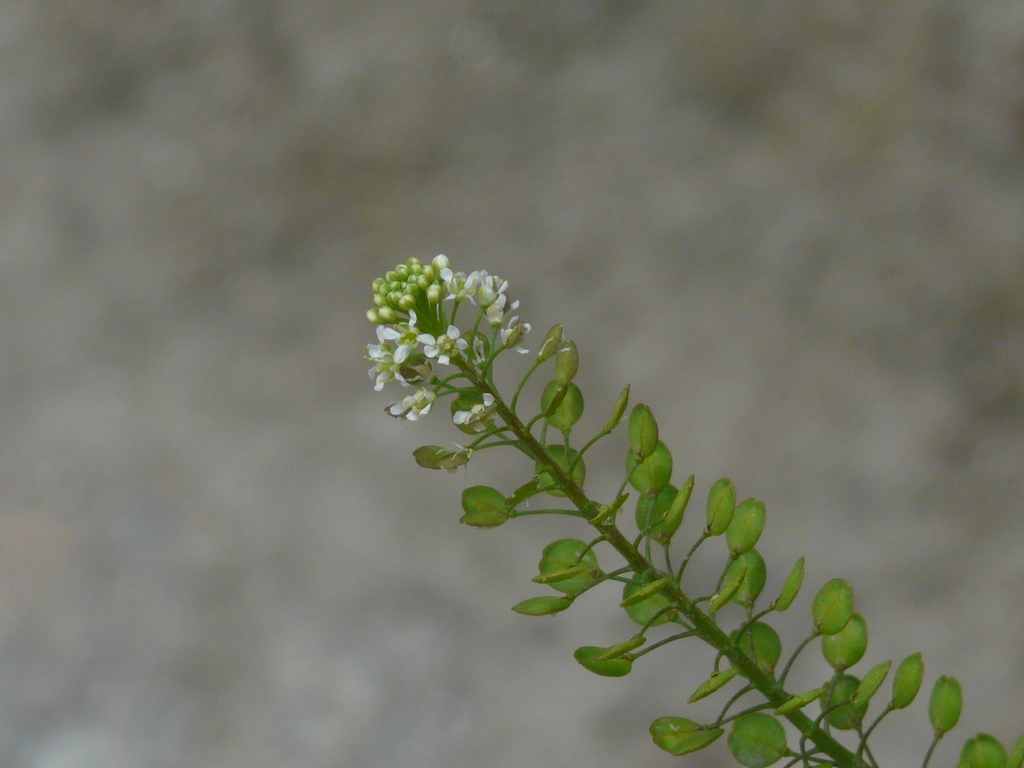 Broad Leaf Cress