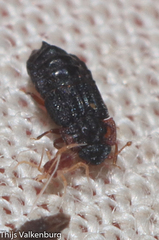 Micropeplus