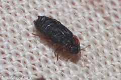 Micropeplus