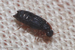 Micropeplus
