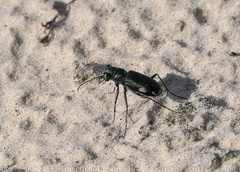 Cicindela scutellaris