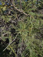 Prosopis articulata