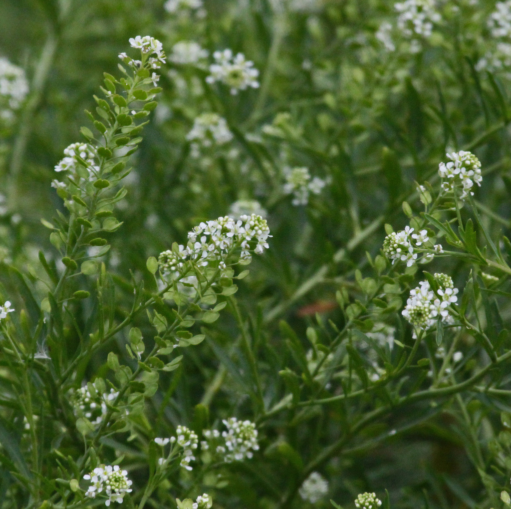 Virginia pepperweed (Brassicaceae(mustard family) in Maharastra, India