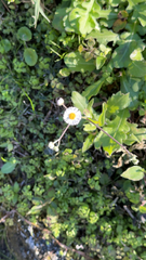 Erigeron quercifolius