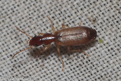 Paradromius