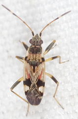 Beosus maritimus