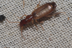 Paradromius