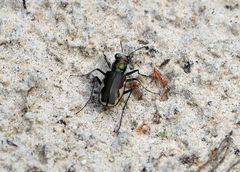 Cicindela scutellaris