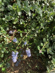 Ceanothus
