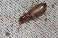 Paradromius