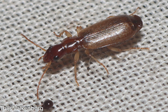 Paradromius