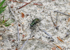 Cicindela scutellaris