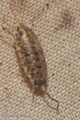 Porcellionides cingendus