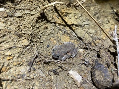 Uperoleia rugosa