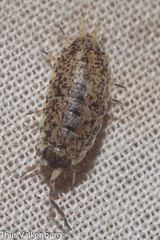 Porcellionides cingendus