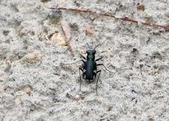 Cicindela scutellaris