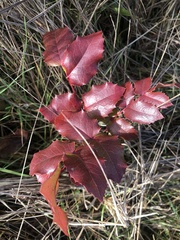 Berberis aquifolium