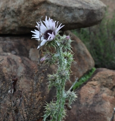 Berkheya purpurea