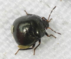 Coptosoma scutellatum